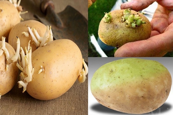 Nguy cơ ngộ độc thực phẩm từ khoai tây xanh, khi chế biến cần chú ý gọt bỏ!