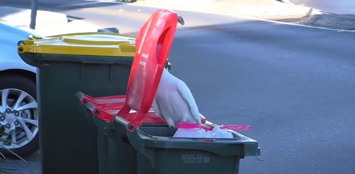 Một con vẹt ở Sydney mở lớp huấn luyện cạy thùng rác cho những con vẹt khác, chúng đích thị là đang tiến hóa